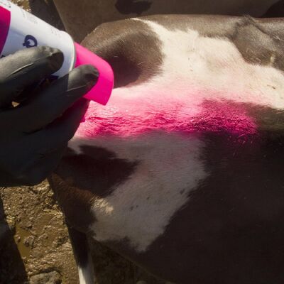 AEROPAK Animal Marking Spray Paint Pig Sow Spray Paint Marker for Livestock